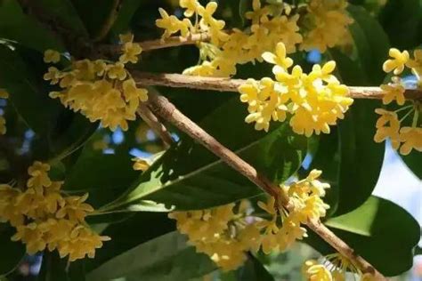 桂花树风水|门前种桂花树的禁忌有哪些？门前种什么树风水好？